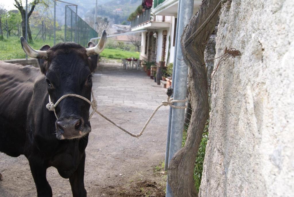 Agriturismo Sentiero Dei Sapori Hostal Agerola Exterior foto